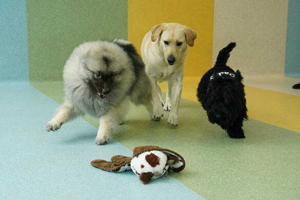A Keeshond, Labrador Retriever and Scottish Terrier racing for a shared toy