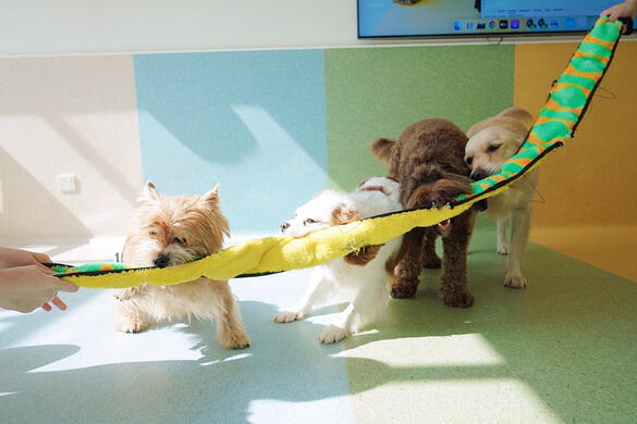 A Norwich Terrier, Cavalier King Charles Spaniel, Labradoodle and Labrador Retriever tugging on a long toy together.