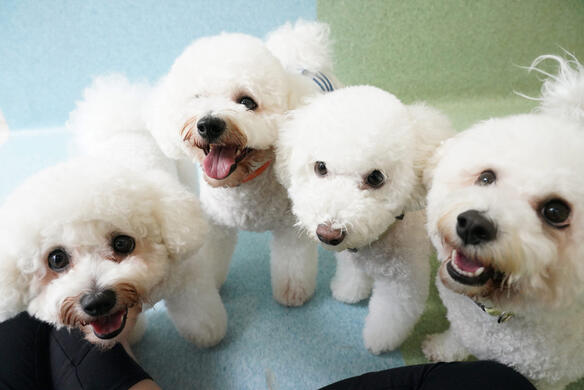 Four Bichon Frises posing for a photo together.