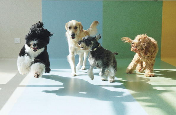 A Sheep-adoodle, Golden Retriever, Mini Schnauzer and Cavapoo running together,