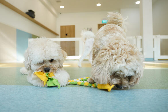 Two Cavapoos sharing a toy