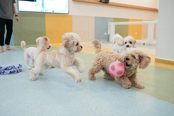 Two Cavapoos racing for a ball