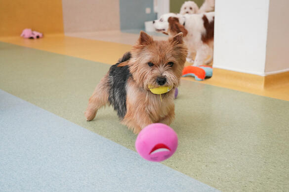 A Norwich Terrier playing with balls