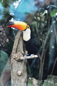 toco toucan