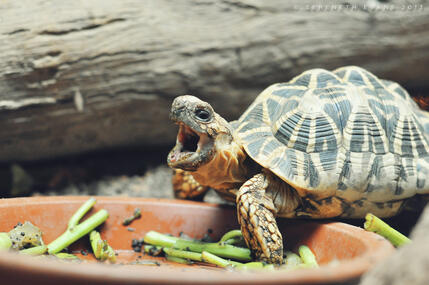 burmese star tortoise