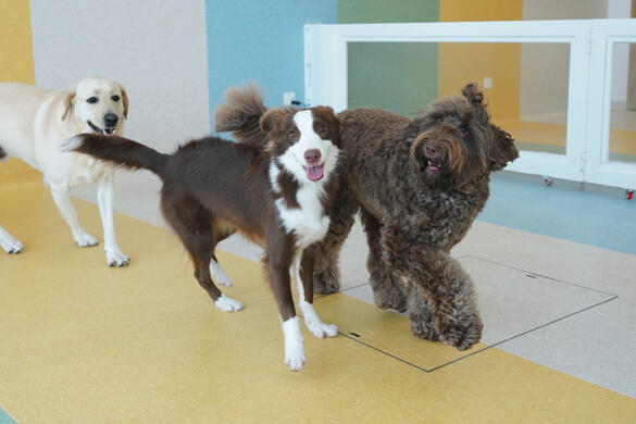 A West Highland Terrier walking on a loose leash.