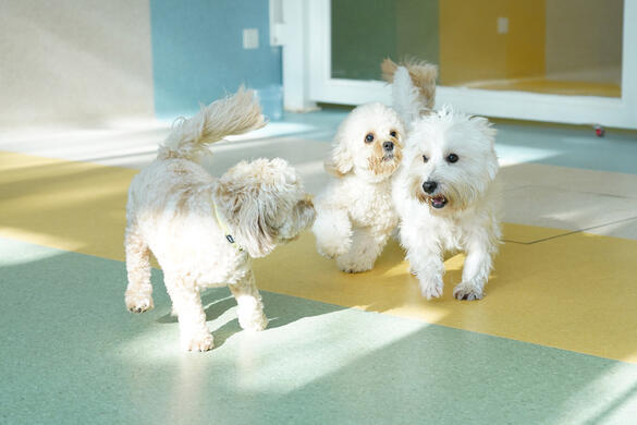 Two Cavapoos and a West Highland Terrier running through school