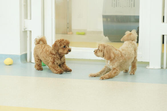 A Havanese and cavapoo greeting each other.
