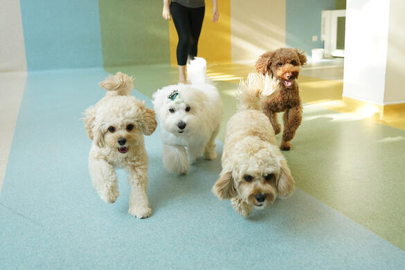 Three Cavapoos and aCoton de Tulear racing for the toy (behind the camera)