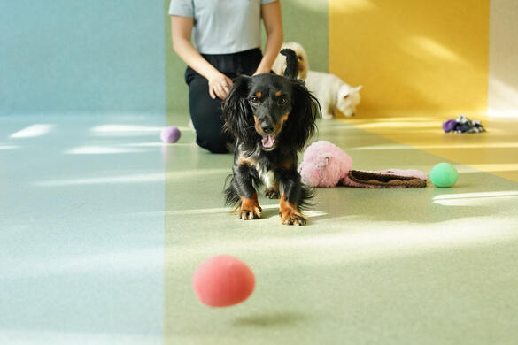 A Cavadoxie eyeing a ball